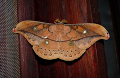 Copaxa flavina miranda