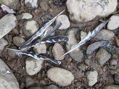 Melanerpes carolinus