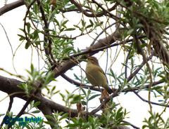 Phylloscopus sindianus