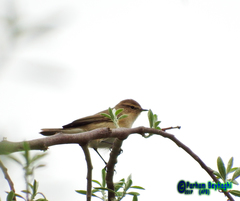 Phylloscopus sindianus