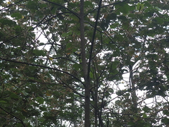 Hibiscus macrophyllus