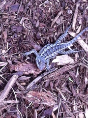 Sceloporus olivaceus