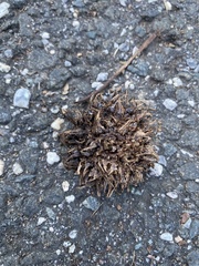 Liquidambar styraciflua