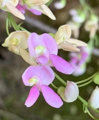 Phaseolus polystachios