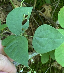 Phaseolus polystachios