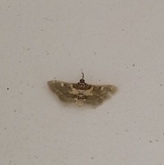 Apilocrocis brumalis