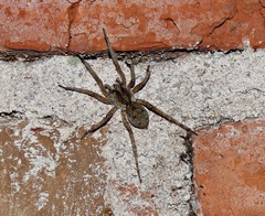 Pavocosa