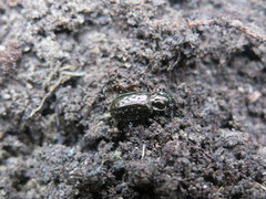 Blethisa multipunctata