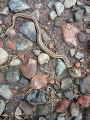 Thamnophis scaliger