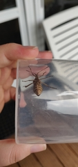 Leptoglossus occidentalis