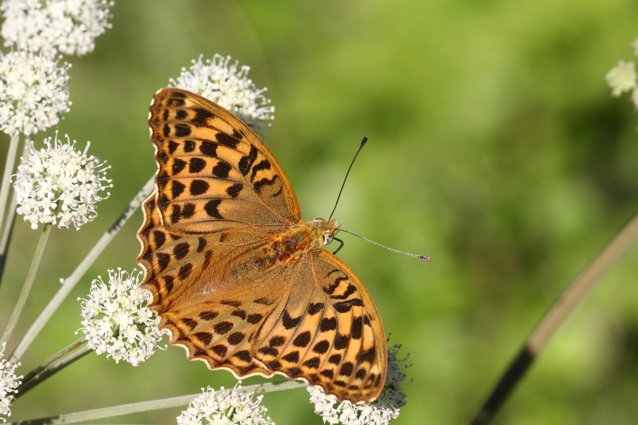 Silver-washed Fritillary (Argynnis paphia) · iNaturalist