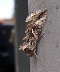 Autographa gamma