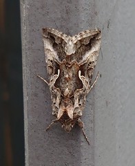 Autographa gamma