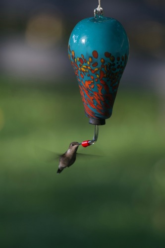 Ruby-throated Hummingbird photographed in Virginia