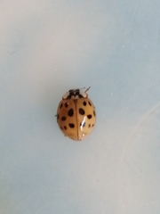 Harmonia axyridis