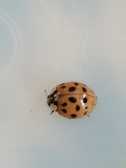 Harmonia axyridis