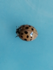 Harmonia axyridis