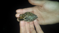 Osteocephalus planiceps