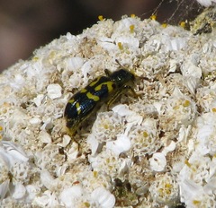 Trichodes ornatus