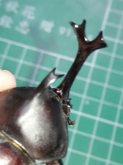 Trypoxylus dichotomus tsunobosonis