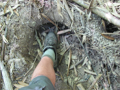 Elephas maximus indicus