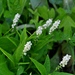 Seneca Snakeroot - Photo (c) Mark Kluge, some rights reserved (CC BY-NC-ND), uploaded by Mark Kluge