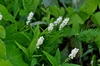 Seneca Snakeroot - Photo (c) Mark Kluge, some rights reserved (CC BY-NC), uploaded by Mark Kluge