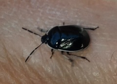 Sehirus cinctus albonotatus