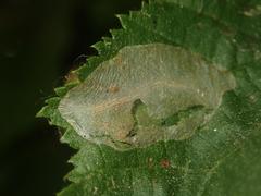 Phyllonorycter coryli