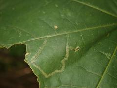 Stigmella aceris