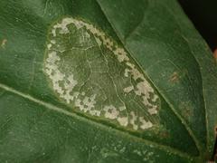 Phyllonorycter joannisi