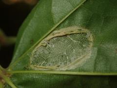 Phyllonorycter joannisi