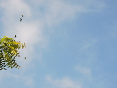 Amazona viridigenalis