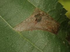 Phyllonorycter nicellii