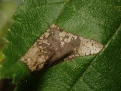 Phyllonorycter nicellii