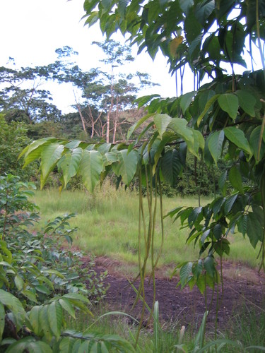 Holarrhena floribunda image