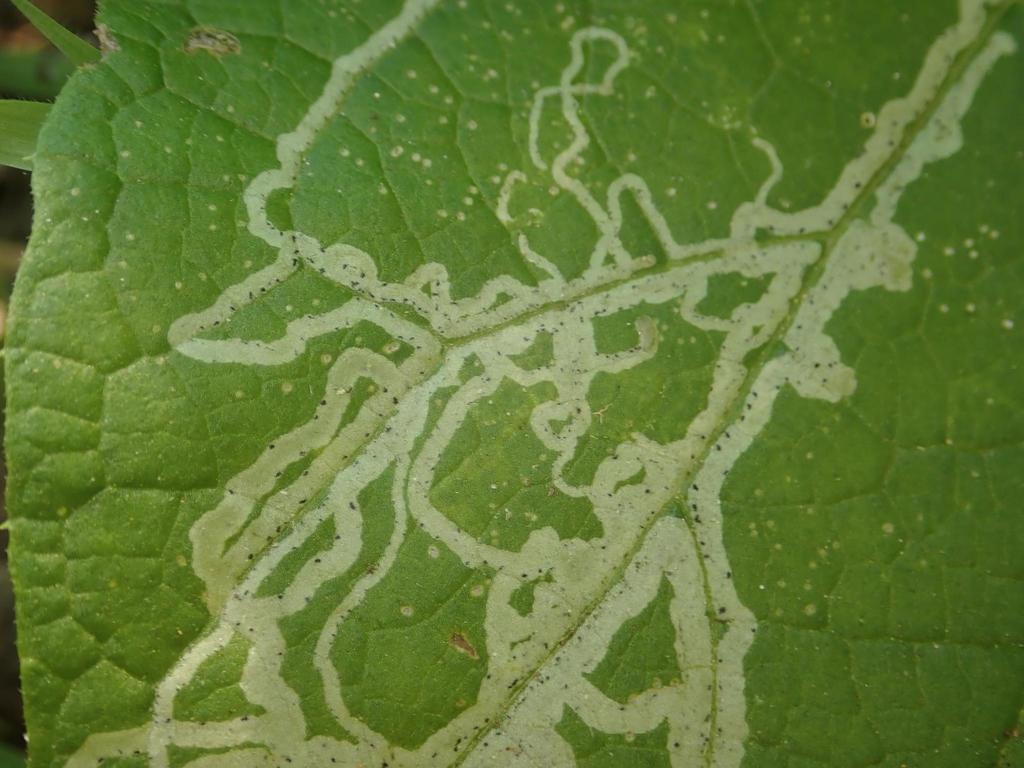 Phytomyza lappae
