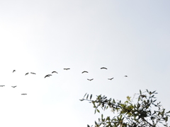 Psittacara holochlorus