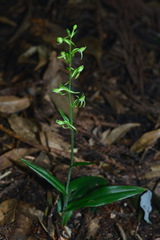 Platanthera minor