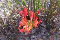 Babiana ringens australis