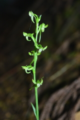 Platanthera minor