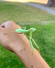 Stagmomantis limbata