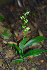 Platanthera minor
