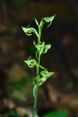 Platanthera minor
