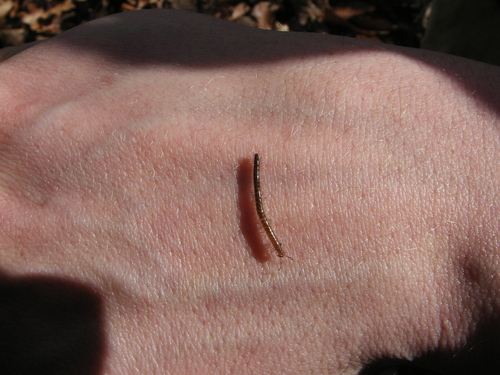 Chordeumatidae