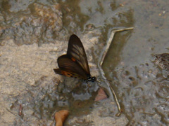 Acraea peneleos