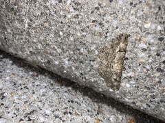 Peribatodes rhomboidaria