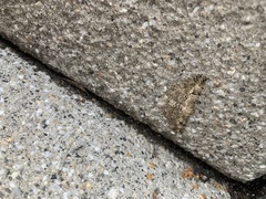 Peribatodes rhomboidaria