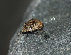 Scotinophara horvathi