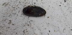 Unio elongatulus